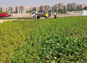 زهور وشبكة ري حديثة بدلتـا المنطقة التاسعة بالشروق بعد التطوير 27 - جريدة المساء