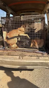 بدعم مجلس الأمناء وجهاز المدينة.. الشروق تطلق حملة لتعقيم كلاب ضالة 26 - جريدة المساء