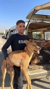 بدعم مجلس الأمناء وجهاز المدينة.. الشروق تطلق حملة لتعقيم كلاب ضالة 24 - جريدة المساء