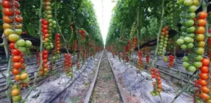 د.خالد سالم يرصد أهم أسباب تفوق إسبانيا في الزراعات الحديثة 23 - جريدة المساء