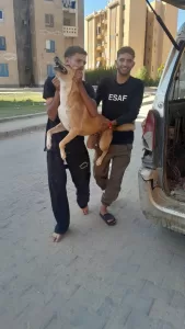 حملة لتعقيم وتحصين الكلاب الضالة بمدينة الشروق برعاية مجلس الأمناء 26 - جريدة المساء