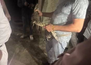 محافظة الجيزة توضح ملابسات العثور على تمساح نيلي صغير بحدائق الأهرام 33 - جريدة المساء