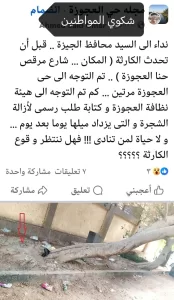 محافظة الجيزة تزيل شجرة ضخمة مائلة بالعجوزة حفاظًا على سلامة المواطنين 21 - جريدة المساء