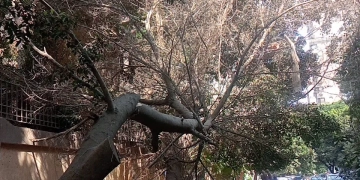 محافظة الجيزة تزيل شجرة ضخمة مائلة بالعجوزة حفاظًا على سلامة المواطنين 1 - جريدة المساء