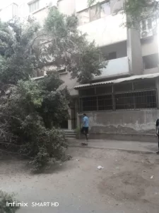 محافظة الجيزة تزيل شجرة ضخمة مائلة بالعجوزة حفاظًا على سلامة المواطنين 25 - جريدة المساء