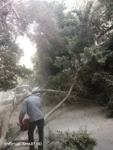 محافظة الجيزة تزيل شجرة ضخمة مائلة بالعجوزة حفاظًا على سلامة المواطنين 27 - جريدة المساء