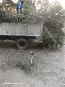 محافظة الجيزة تزيل شجرة ضخمة مائلة بالعجوزة حفاظًا على سلامة المواطنين 29 - جريدة المساء