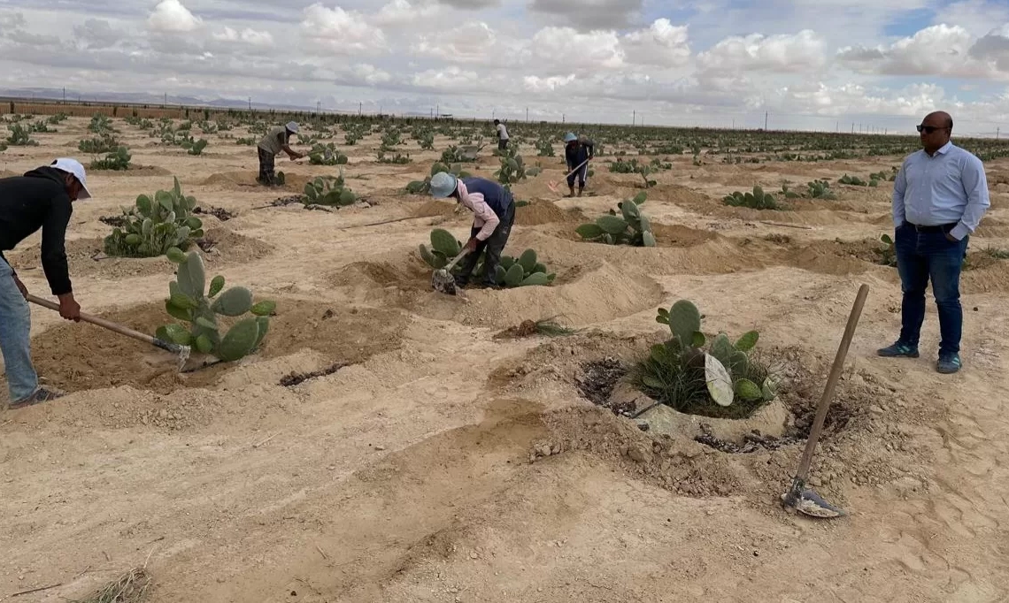 "بحوث الصحراء" ينظم زيارات ميدانية للتجمعات الزراعية في سيناء ضمن مبادرة “اسأل واستشير” 15 - جريدة المساء