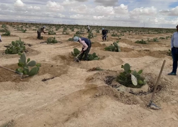 "بحوث الصحراء" ينظم زيارات ميدانية للتجمعات الزراعية في سيناء ضمن مبادرة “اسأل واستشير” 21 - جريدة المساء