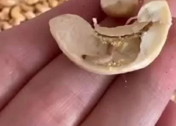 مديرية تموين بورسعيد تضبط مكسرات غير صالحة داخل محل تجاري 31 - جريدة المساء