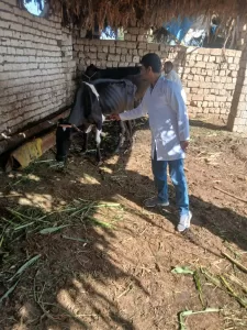 انطلاق الحملة القومية الثالثة للتحصين ضد أمراض الحمى في قري الجيزة 32 - جريدة المساء انطلاق الحملة القومية الثالثة للتحصين ضد أمراض الحمى في قري الجيزة 31 - جريدة المساء