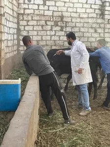 انطلاق الحملة القومية الثالثة للتحصين ضد أمراض الحمى في قري الجيزة 34 - جريدة المساء انطلاق الحملة القومية الثالثة للتحصين ضد أمراض الحمى في قري الجيزة 33 - جريدة المساء