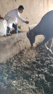 انطلاق الحملة القومية الثالثة للتحصين ضد أمراض الحمى في قري الجيزة 38 - جريدة المساء انطلاق الحملة القومية الثالثة للتحصين ضد أمراض الحمى في قري الجيزة 37 - جريدة المساء