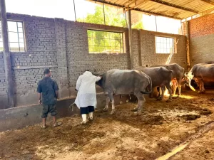 انطلاق الحملة القومية الثالثة للتحصين ضد أمراض الحمى في قري الجيزة 52 - جريدة المساء انطلاق الحملة القومية الثالثة للتحصين ضد أمراض الحمى في قري الجيزة 51 - جريدة المساء