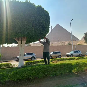 محافظ الجيزة:صيانة شاملة للمسطحات الخضراء بمحيط المتحف المصري الكبير 30 - جريدة المساء محافظ الجيزة:صيانة شاملة للمسطحات الخضراء بمحيط المتحف المصري الكبير 29 - جريدة المساء