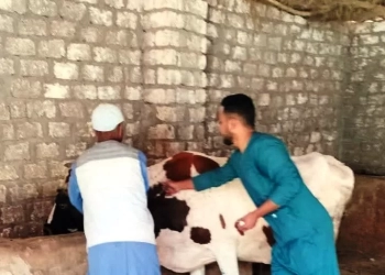 إنطلاق فعاليات الحملة القومية لتحصين الثروة الحيوانية في أسوان 19 - جريدة المساء