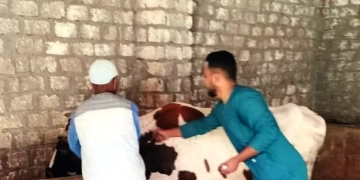 إنطلاق فعاليات الحملة القومية لتحصين الثروة الحيوانية في أسوان 1 - جريدة المساء