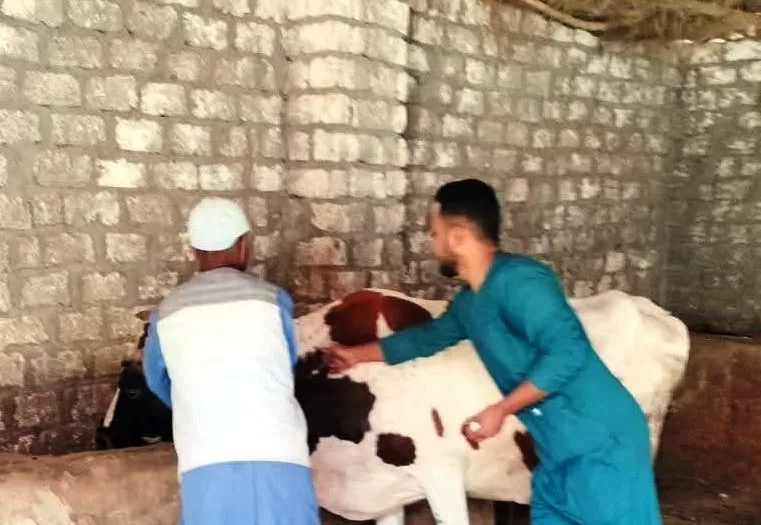 إنطلاق فعاليات الحملة القومية لتحصين الثروة الحيوانية في أسوان 19 - جريدة المساء