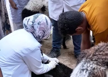 سلسلة من القوافل البيطرية المجانية بقرى "حياة كريمة" بأسوان 23 - جريدة المساء