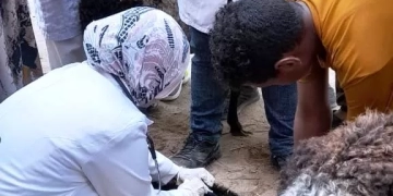 سلسلة من القوافل البيطرية المجانية بقرى "حياة كريمة" بأسوان 1 - جريدة المساء