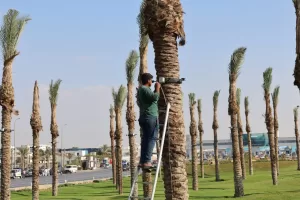 محافظ الجيزة يتفقد اللمسات النهائية لأعمال التطوير والتجميل استعدادا لافتتاح المتحف الكبير 29 - جريدة المساء