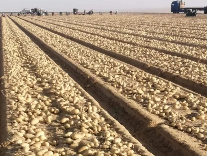 "الزراعة" تنتهي من فحص تقاوي البطاطس لـ "العروة الشتوية التصديرية" 17 - جريدة المساء
