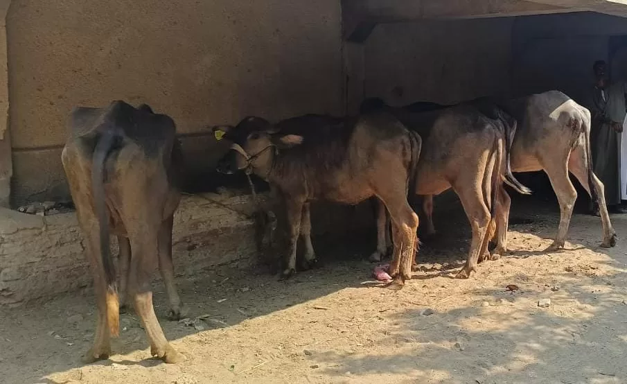 تسليم 3621 رأس ماشية للأسر الأكثر احتياجًا بقنا 23 - جريدة المساء