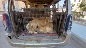 حملة لتعقيم وتحصين الكلاب الضالة بمدينة الشروق برعاية مجلس الأمناء 24 - جريدة المساء