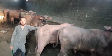 "الزراعة": 774 ترخيصًا وتشغيل 73 خط إنتاج أعلاف وتصدير منتجات دواجن إلى الخارج 9 - جريدة المساء