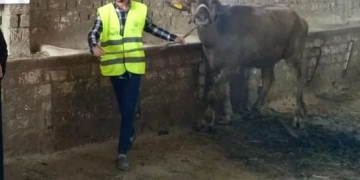 تسليم 2564 رأس ماشية للأسر الأولى بالرعاية بقرى ومراكز كفرالشيخ 1 - جريدة المساء