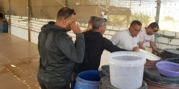 ضبط مصنع مخللات بدون ترخيص ومنتجات غير صالحة بالمنيا 2 - جريدة المساء ضبط مصنع مخللات بدون ترخيص ومنتجات غير صالحة بالمنيا 1 - جريدة المساء