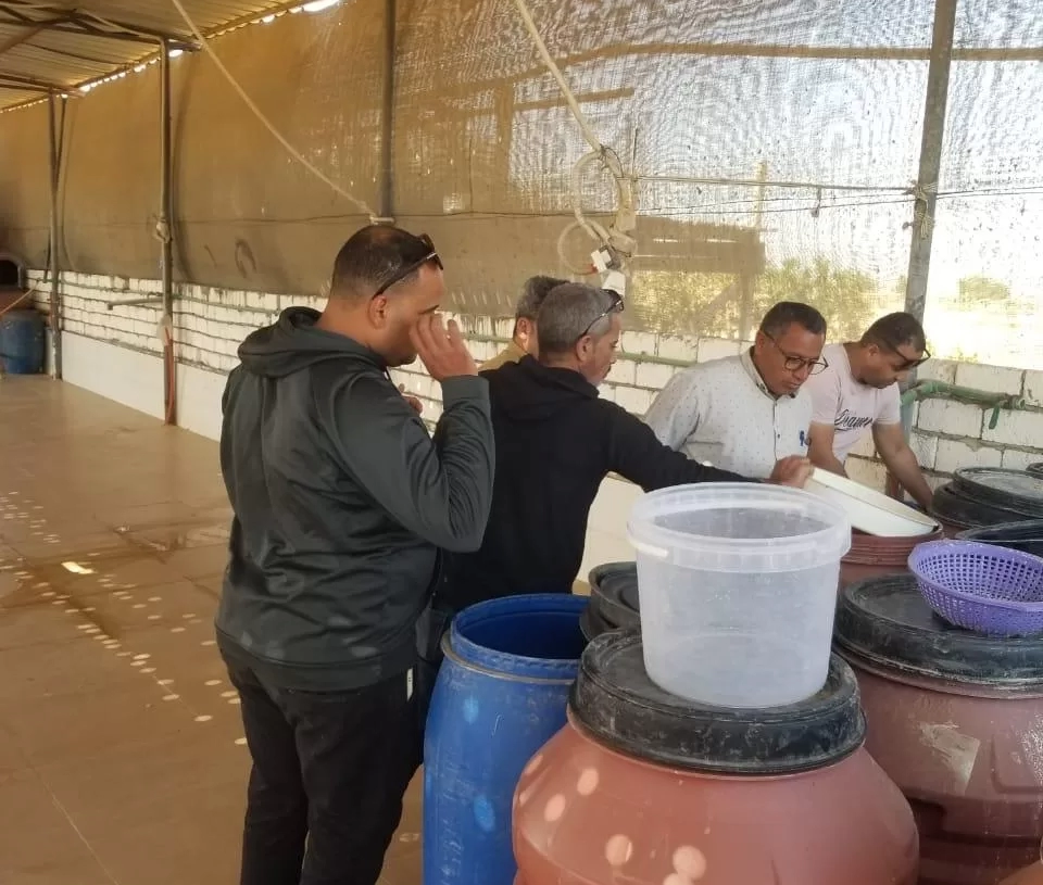 ضبط مصنع مخللات بدون ترخيص ومنتجات غير صالحة بالمنيا 20 - جريدة المساء ضبط مصنع مخللات بدون ترخيص ومنتجات غير صالحة بالمنيا 19 - جريدة المساء