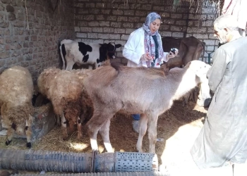 "الخدمات البيطرية"»تحصين أكثر من 800 ألف رأس ماشية خلال الأسبوع الأول من الحملة القومية الثالثة حتى الآن 21 - جريدة المساء