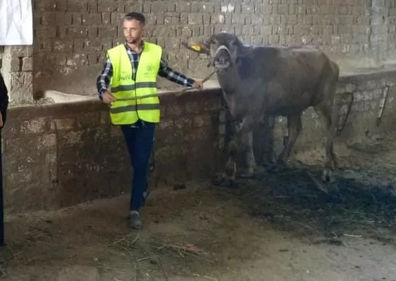 تحصين الأبقار و الجاموس و الأغنام و الماعز ضد مرض الحمى القلاعيةبالمنوفية 19 - جريدة المساء