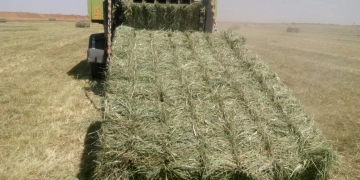 زراعة 2000 فدان غرب المنيا.. بمشروع وديان الجديد لتصنيع وتصدير الأعلاف 2 - جريدة المساء زراعة 2000 فدان غرب المنيا.. بمشروع وديان الجديد لتصنيع وتصدير الأعلاف 1 - جريدة المساء