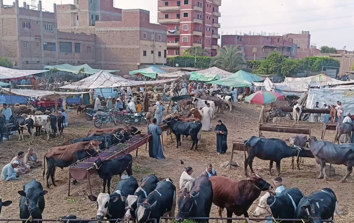 حملات مكثفة على أسواق الماشية بالمحافظات لمتابعة استقرار الوضع الوبائي 18 - جريدة المساء حملات مكثفة على أسواق الماشية بالمحافظات لمتابعة استقرار الوضع الوبائي 17 - جريدة المساء
