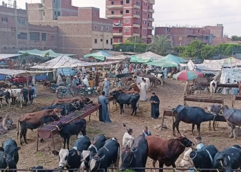 حملات مكثفة على أسواق الماشية بالمحافظات لمتابعة استقرار الوضع الوبائي 17 - جريدة المساء