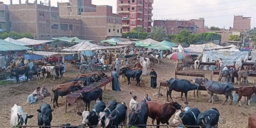 حملات مكثفة على أسواق الماشية بالمحافظات لمتابعة استقرار الوضع الوبائي 2 - جريدة المساء حملات مكثفة على أسواق الماشية بالمحافظات لمتابعة استقرار الوضع الوبائي 1 - جريدة المساء