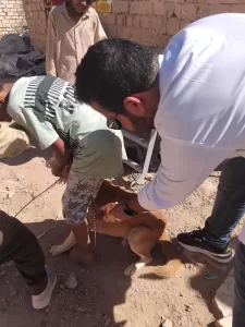 حملات لبيطري مطروح لتحصين الكلاب الضالة ضد مرض السعار وندوات توعية بالمدارس 23 - جريدة المساء