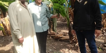 "الزراعة": أكثر من مليون شتلة فراولة تم تصديرها خلال أكتوبر .. 2 - جريدة المساء "الزراعة": أكثر من مليون شتلة فراولة تم تصديرها خلال أكتوبر .. 1 - جريدة المساء