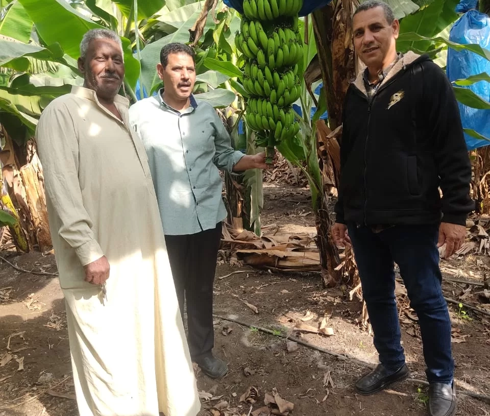 "الزراعة": أكثر من مليون شتلة فراولة تم تصديرها خلال أكتوبر .. 20 - جريدة المساء "الزراعة": أكثر من مليون شتلة فراولة تم تصديرها خلال أكتوبر .. 19 - جريدة المساء