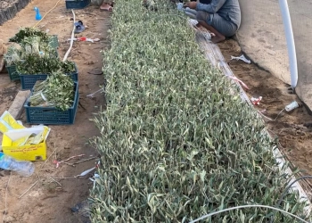 "الزراعة" تحتفل باليوم العالمي لشجرة الزيتون 35 - جريدة المساء