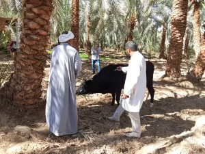 تحصين 200 ألف رأس ماشية بالجيزة.. ضمن الحملة القومية الثالثة للثروة الحيوانية 21 - جريدة المساء