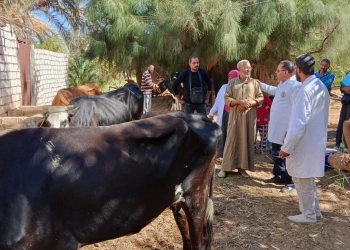 تحصين 200 ألف رأس ماشية بالجيزة.. ضمن الحملة القومية الثالثة للثروة الحيوانية 27 - جريدة المساء