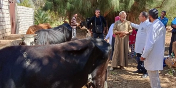 تحصين 200 ألف رأس ماشية بالجيزة.. ضمن الحملة القومية الثالثة للثروة الحيوانية 1 - جريدة المساء