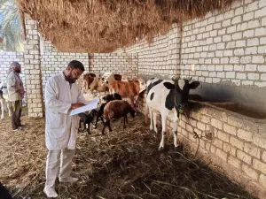 تحصين 200 ألف رأس ماشية بالجيزة.. ضمن الحملة القومية الثالثة للثروة الحيوانية 23 - جريدة المساء