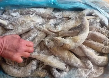 ضبط 370 كيلو لحوم وأسماك فاسدة بمدينة المستقبل خلال حملة لجهاز الشروق 19 - جريدة المساء