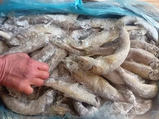 ضبط 370 كيلو لحوم وأسماك فاسدة بمدينة المستقبل خلال حملة لجهاز الشروق 19 - جريدة المساء