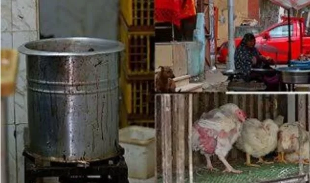 محلات بيع الفراخ ٠ ٠ بلا رقابة ! ! 19 - جريدة المساء