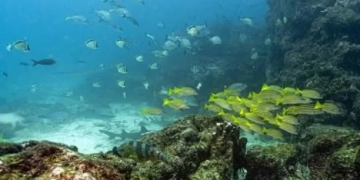 الصين تطلق أداة ذكاء إصطناعي لاستكشاف أعماق البحار 1 - جريدة المساء